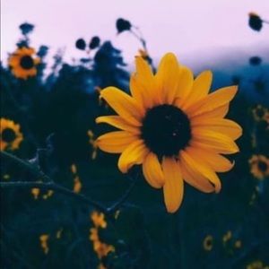 Meet your Posher, Tracey